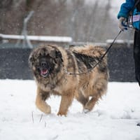 India, suczka do adopcji