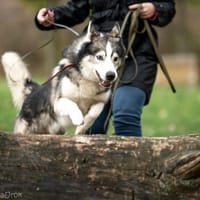 Apacz, pies do adopcji