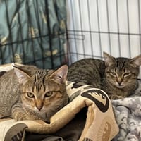 Vince, kot do adopcji