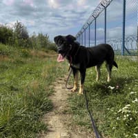 Ozzi, pies do adopcji