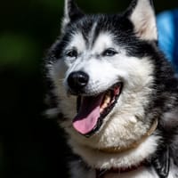 Kajla, suczka do adopcji