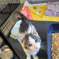 Nasturcja, kotka do adopcji