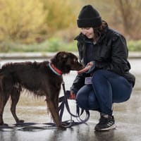 Olio, pies do adopcji