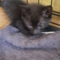 Mamba, kotka do adopcji