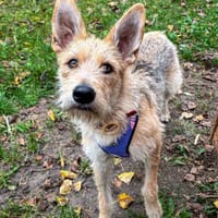 Alma, suczka do adopcji