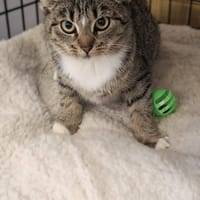 Muscaria, kotka do adopcji