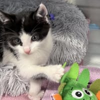 Bąbel, kot do adopcji