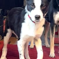 ❤Fido...kleiner Schatz mit großem Herz, Hund zur Adoption