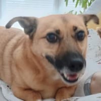FIETE, kleiner Herzensbrecher, Hund zur Adoption