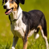 Bobi 💗 wartet in 99718 Greussen, Hund zur Adoption