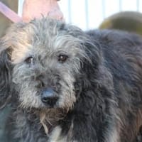 Nevado - hübscher Wuschelrüde, Hund zur Adoption