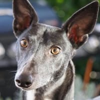 Fridolin🐾, Hund zur Adoption