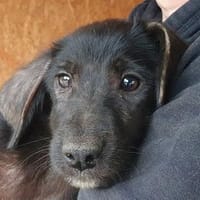 CHICO-wunderschöner Jung-Rüde, 38cm(w), Hund zur Adoption