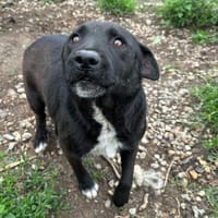 Anton - ein kleiner Senior mit Herz, Hund zur Adoption