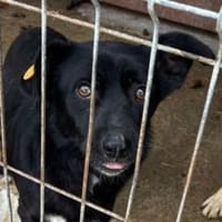 LIAS ist sehr lieb, Hund zur Adoption
