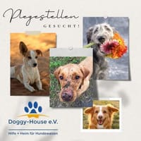 🙏Wir suchen DRINGEND Pflegestellen!🙏, Hund zur Adoption