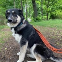 Xylo 💖 Gnadenplatz gesucht, Hund zur Adoption