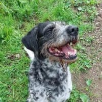 Findus - Tierheim Meinerzhagen, Hund zur Adoption