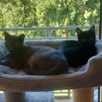 Misty & Duchess  Dreamteam sucht Zuhause, Katze zur Adoption