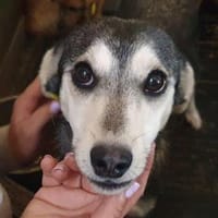 FRITZI-zarte,aufgeschlossene Hündin,43cm, Hündin zur Adoption