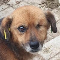 SPIRELLI-verschmuster,ruhiger Rüde,33cm, Hund zur Adoption