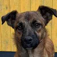 PACO-abenteuerlustiger Jung-Rüde, 39 cm, Hund zur Adoption