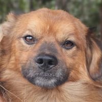 BARLEY-zuckersüßer Rüde, 32 cm, Hund zur Adoption