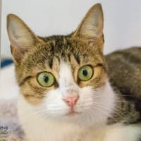 Alana, Katze zur Adoption