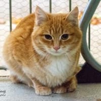 Gasan, Kater zur Adoption