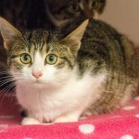 Frannie, Katze zur Adoption