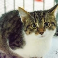 Fingal, Kater zur Adoption