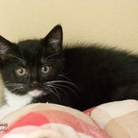 Nafisa + Nafia, Katze zur Adoption