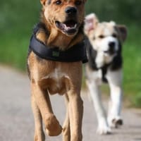 ARCO - traumhafter Jungrüde 💖, Hund zur Adoption