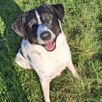 Mosel sucht Familie, Hund zur Adoption