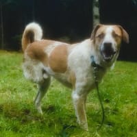 ❤Carino - Handicap......Chancenlos???, Hund zur Adoption