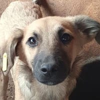 LUKE-süßer,zutraulicher Jung-Rüde,40cm(w, Hund zur Adoption