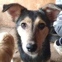 MARIE-bezaubernde Jung-Hündin, 45 cm, Hündin zur Adoption