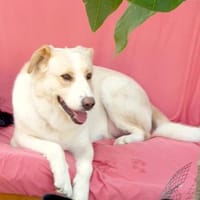 RENO- FREUND FÜRS LEBEN, Hund zur Adoption