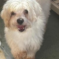 Wer schenkt der lieben Zemi ein Zuhause?, Hündin zur Adoption