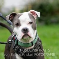 Duke, Hund zur Adoption