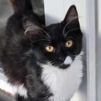 ROXY - unser Goldstück!, Katze zur Adoption