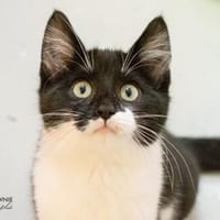 Fredrich, Kater zur Adoption