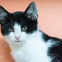 Fijero, Kater zur Adoption