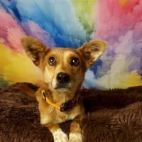 Antidepressivum Gerda auf Pflegestelle, Hündin zur Adoption