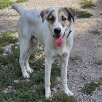 Maximus sucht erfahrene Menschen, Hund zur Adoption