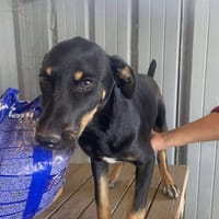 Merle, zartes Hundekind sucht Zuhause, Hündin zur Adoption