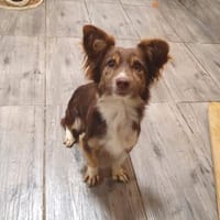 Kleiner süßer Feger, Hündin zur Adoption