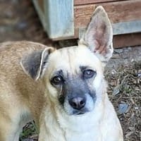 Kleine Hundedame REXINA, Hündin zur Adoption