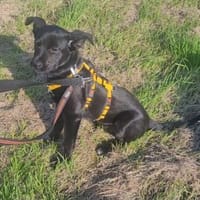 Welpe Nisha sucht ein Zuhause, Hündin zur Adoption