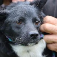 Tacio - goldiger, kleiner Rüde, Hund zur Adoption